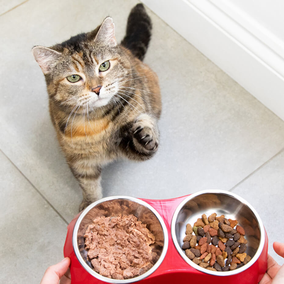 What to feed cat shop if no cat food